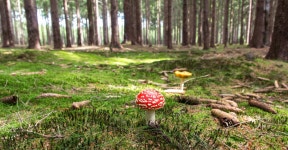 무료 이미지 : 나무, 숲, 잔디, 목초지, 잎, 꽃, 가을, 뒤뜰, 흙, 식물학, 버섯, 정원, 플로라, 삼림지, 서식지, 생태계, 생체, 자연 환 경... 