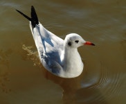 물새, 도요 물떼새, charadriiformes, 유럽 청어 갈매기 3245x2672... 물새, 도요 물떼새, charadriiformes, 유럽 ​​청어 갈매기 3245x2672... 
