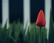 무료 이미지 : 자연, 잔디, 사진술, 햇빛, 꽃잎, 녹색, 반사, 빨간, 색깔, 노랑, 플로라, 닫다, 단일 튤립, 매크로 사진, 꽃 피는 식물... 