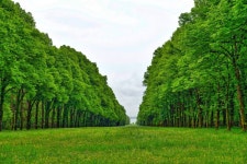 Free Images : tree, nature, meadow, flower, perspective, line, green, trees, vegetation, shrub, deciduous, plantation, woodland... 
