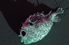 복어 사진 - 무료 이미지 & 무료 이미지 - PxHere