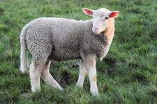 Free Images : grass, farm, meadow, sweet, pasture, grazing, livestock, sheep, snout, grassland, sch fchen, cow goat family, lamb... 