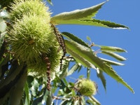 Free Images : tree, branch, leaf, flower, food, produce, botany, flora, chestnut, flowering plant, castanea sativa, woody plant... 