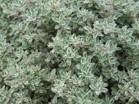 무료 이미지 : 목초, 상록수, 관목, 향료, groundcover, 꽃 피는 식물, 서브 덤불, 육상 식물, 브리클랜드 백리향, 여름 풍미 2592x1944... 