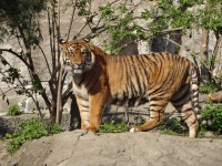 Free Images : animal, wildlife, zoo, jungle, fauna, savanna, tiger, vertebrate, safari, big cats, feral cat, cat like mammal... 
