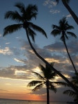 Free Images : sea, tree, water, ocean, horizon, silhouette, sky, sunrise, sunset, sunlight, morning, flower, wind, dawn, dusk... 
