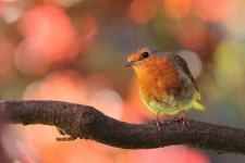 무료 이미지 : 부리, 유럽의 로빈, 오래 된 세계 flycatcher, 핀치, 우는 새, 남자 이름, 앉은 새, 분기, 야생 생물, 작은 가지, 적응, 엠버... 