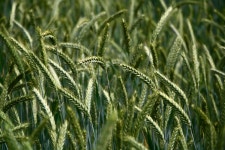 무료 이미지 : 삼백초, 수확고, 호밀, 보리, 농업, 에머, 이콘 밀, Khorasan wheat, 들, 무서운, 음식 곡물, 맥아, 잔디 가족, 육상 식물... 