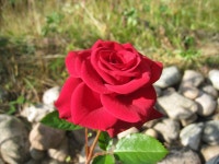 무료 이미지 : 꽃잎, 여름, 장미 꽃, 빨간, 식물학, 플로라, 돌, 그림... 정원 장미, 장미 가족, 연간 공장, 육상 식물, 장미의 주문 3264x2448... 