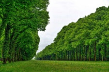 무료 이미지 : 나무, 목초지, 꽃, 원근법, 선, 녹색, 초목, 관목... 꽃, 원근법, 선, 녹색, 초목, 관목, 낙엽, 농원, 삼림지, 서식지, 생태계... 