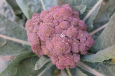 Free Images : flower, purple, food, produce, vegetable, flora, broccoli, shrub, small fresh, flowering plant, daisy family... 
