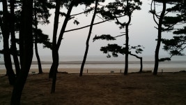 종범, 몽산포 2048x1152 - - 950132 - 무료 이미지 - PxHere 무료 이미지... 우디 식물, 종범, 몽산포 2048x1152 -  - 950132 - 무료 이미지 - PxHere