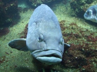 Wrasse Photos - Free Images & Free stock photos - PxHere