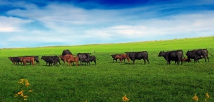 군중, 목장, 방목, 농업, 평원, 암소, 크리에이티브 커먼즈, 구름... 군중, 목장, 방목, 농업, 평원, 암소, 크리에이티브 커먼즈, 구름... 