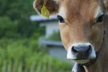 무료 이미지 : 잔디, 농장, 야생 생물, 가축, 목장, 동물 상, 닫다... 가축, 목장, 동물 상, 닫다, 머리, 보기, 척골가 있는, 반추 동물... 