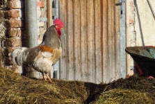 무료 이미지 : 새, 농장, 치킨, 동물 상, 수탉, 펙, 가금류, 경주, 대장균, 척골가 있는, hahn, 닭, 기생충과, 고켈, orpington 4608x2592... 