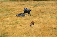 무료 이미지 : 나무, 자연, 목초지, 대초원, 모험, 못, 야생 생물, 동물원, 군중, 목장, 방목, 동물 상, 평원, 가족, 원정 여행, 생태계, 방문... 