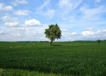 Free Images : landscape, tree, nature, horizon, cloud, plant, sky, sunset, lawn, meadow, prairie, sunlight, morning, hill, flower... 