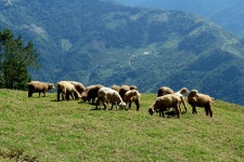 Free Images : landscape, grass, field, meadow, prairie, mountain range, herd, pasture, grazing, sheep, agriculture, plain... 
