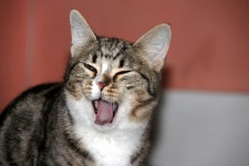 Free Images : cute, pet, kitten, closeup, facial expression, striped, yawn, close up, pets, nose, whiskers, animals, vertebrate... 