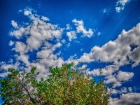 무료 이미지 : 나무, 자연, 잔디, 수평선, 분기, 구름, 하늘, 들, 목초지, 햇빛, 잎, 꽃, 낮, 적운, 푸른, 기상 현상, 지구의 분위기, 우디... 