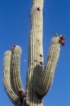 Free Images : flower, saguaro, caryophyllales, flowering plant, man made object, land plant, hedgehog cactus 3456x5184 - - 210594...