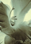 눈손그림미술교습소 | 무료 이미지 : 손, 화이트, 사진술, 잎, 꽃, 닫다, 인간의 몸, 조각, 미술, 그림, 눈, 머리, 오르간 1781x2470 - - 591 - 무료 이미지 - PxHere...