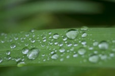 무료 이미지 : 자연, 잔디, 하락, 이슬, 사진술, 비, 꽃잎, 녹색... 하락, 이슬, 사진술, 비, 꽃잎, 녹색, 플로라, 똑똑 떨어지는 물방울... 