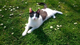 무료 이미지 : 잔디, 강아지, 착한 애, 고양이 새끼, 척골가 있는, 포유 동물처럼 개, 개 품종 그룹 3104x1746 - - 635179 - 무료 이미지... 