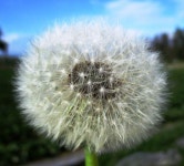 3264x2448 - - 829037 - 무료 이미지 - PxHere 무료 이미지 : 자연, 사진술... 육상 식물, 가시 가시와 가시 나무 3264x2448 -  - 829037 - 무료 이미지 - PxHere