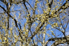 Free Images : tree, nature, branch, sunlight, leaf, flower, food, spring, produce, birch, autumn, flora, season, flowering plant... 