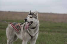 울프 도그, 체코 슬로바키아 wolfdog... 스칸 도그, 노르웨이 엘크 하운드, 북부... 울프 도그, 체코 슬로바키아 wolfdog, 카니발란, 개 품종... 