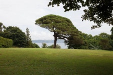Free Images : landscape, tree, nature, sky, meadow, hill, flower, pine, park, botany, rest, garden, flora, savanna, trees, estate... 