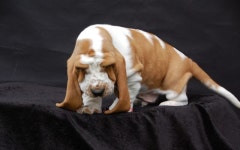 Basset Photos - Free Images & Free stock photos - PxHere
