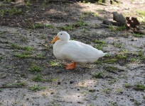 Free Images : nature, wing, white, animal, wildlife, beak, feather, fowl, fauna, duck, canada, goose, canadian, vertebrate... 