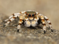 Free Images : animal, wildlife, insect, fauna, invertebrate, close up, arachnid, macro photography, arthropod, european garden... 