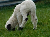 romagnolo, 푸미 4608x3456 - - 1078164 - 무료 이미지 - PxHere 무료... 개 품종 그룹, lagotto romagnolo, 푸미 4608x3456 -  - 1078164 - 무료 이미지 - PxHere