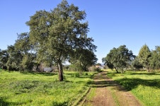 땅의 제비 4288x2848 - - 128130 - 무료 이미지 - PxHere 무료 이미지 : 나무, 들, 농장, 잔디, 목초지, 언덕, 목장, 농업, 대초원, 관목, 농원... 