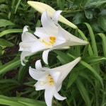 Free Images : flower, botany, daylily, flowering plant, lily family, land plant, fawn lily, crinum, hymenocallis littoralis... 