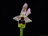 4000x3000 - - 327002 - 무료 이미지 - PxHere 무료 이미지 : 꽃잎, 식물학... 식물, 나방 난초, 비행 난초 4000x3000 -  - 327002 - 무료 이미지 - PxHere