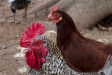 2012366 사진 - 무료 이미지 & 무료 이미지 - PxHere