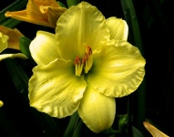 Free Images : petal, botany, flora, yellow flower, narcissus, daylily, macro photography, garden flower, flowering plant, wet... 