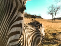 Free Images : adventure, wildlife, mane, fauna, savanna, zebra, safari, giraffidae, horse like mammal 4032x3024 - - 150229 - Free... 