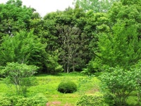 Free Images : landscape, tree, forest, lawn, meadow, flower, view, green, high, jungle, botany, flora, wildflower, vegetation... 
