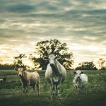 무료 이미지 : 자연, 잔디, 목재, 동물, 선실, 양, 어둠, 농촌 지역, 포유류 같은 말 6016x4000 - - 56357 - 무료 이미지 - PxHere 무료... 