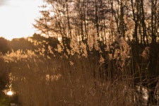 4793x3202 - - 230065 - Free stock photos - PxHere Free Images... woody plant 4793x3202 -  - 230065 - Free stock photos - PxHere