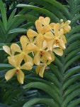 Free Images : flower, bloom, botany, yellow, flora, orchid, wildflower, leaves, flowering plant, cattleya, epidendrum, dendrobium... 