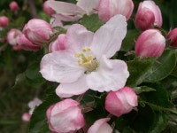 무료 이미지 : 사과, 꽃잎, 장미 꽃, 봄, 식물학, 플로라, 관목, 꽃 피는 식물, 장미 가족, 육상 식물 2816x2112 - - 489527 - 무료... 