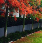 무료 이미지 : 잎, 빨간, 시골집, 가을, 뒤뜰, 식물학, 정원, 시즌, 단풍 나무, 관목, 삼림지, 마당, 꽃 피는 식물, 우디 식물 3000x2400... 