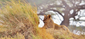 Free Images : nature, grass, meadow, prairie, animal, wildlife, pasture, grazing, africa, mane, fauna, savanna, lion, grassland... 